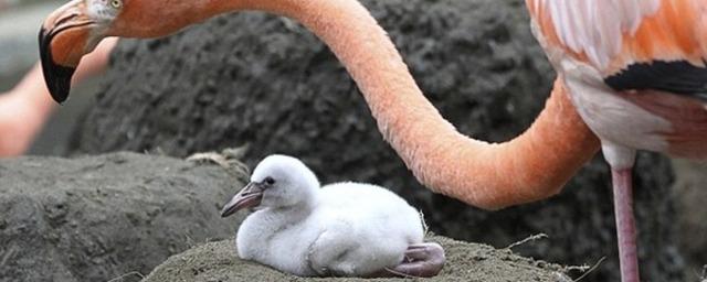 Дитёныш фламинго рождается белым